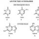 ساختار و نقش بیولوژیکی نوکلئوتیدها، اسیدهای نوکلئیک