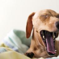 Почему зевание так заразительно?