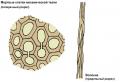 Značilnosti strukture prevodnega tkiva rastlin